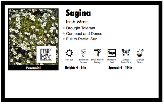 Sagina Irish Moss
