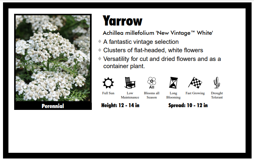 Achillea Millefolium "New Vintage White" Yarrow