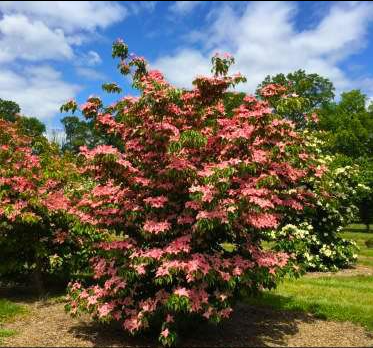 Dogwood - Scarlet Fire Korean