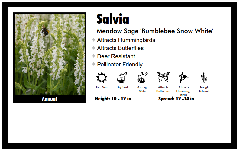 Salvia 'Bumblebee Snow White' Meadow Sage