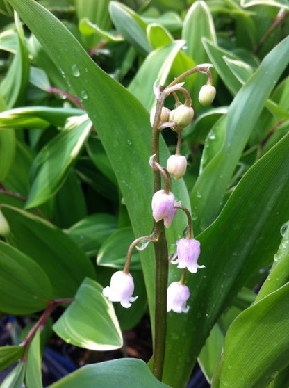 lily of the valley flower pink Convallaria - Rosea