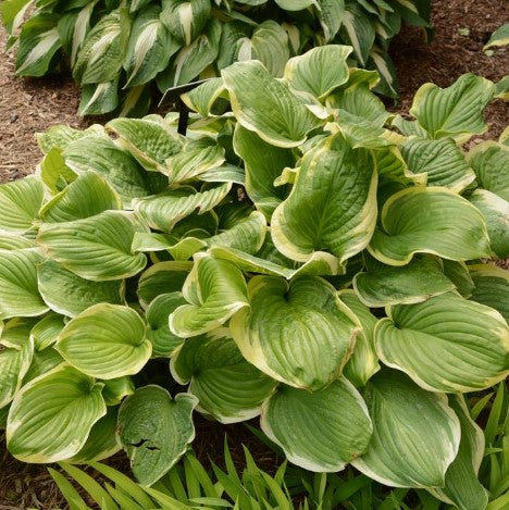 Hosta - Fragrant Dream