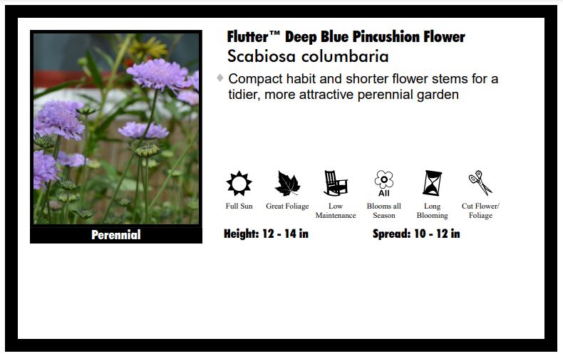 Scabiosia 'Flutter Deep Blue' Pincushion Flower
