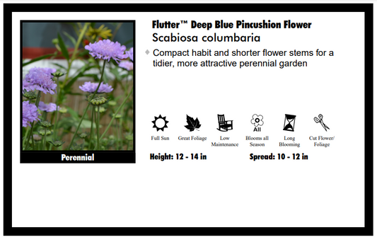 Scabiosia 'Flutter Deep Blue' Pincushion Flower