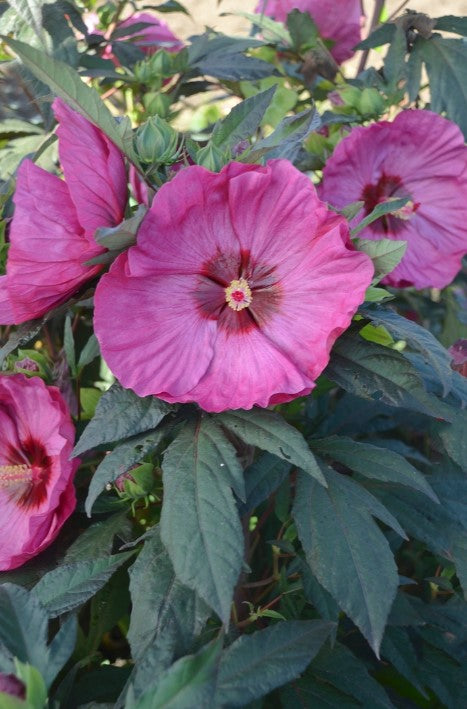 Hibiscus 'Berry Awesome' Rose Mallow