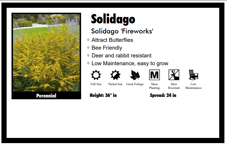 Solidago 'Fireworks' Goldenrod