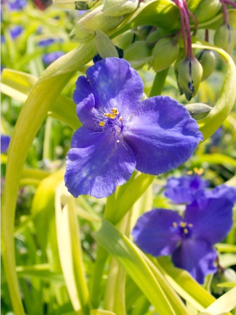 Tradescantia - Sweet Kate - Spiderwort