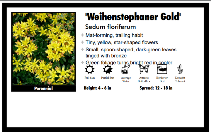 Sedum 'Weihenstephaner Gold' Stonecrop