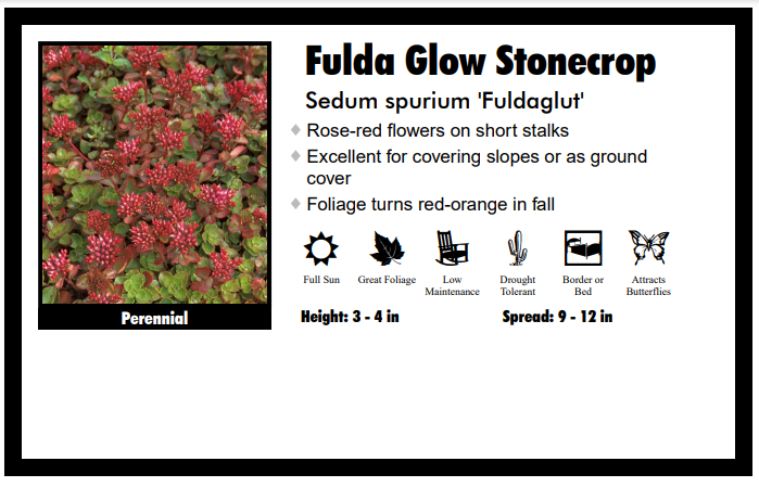 Sedum 'Fulda Glow' Stonecrop