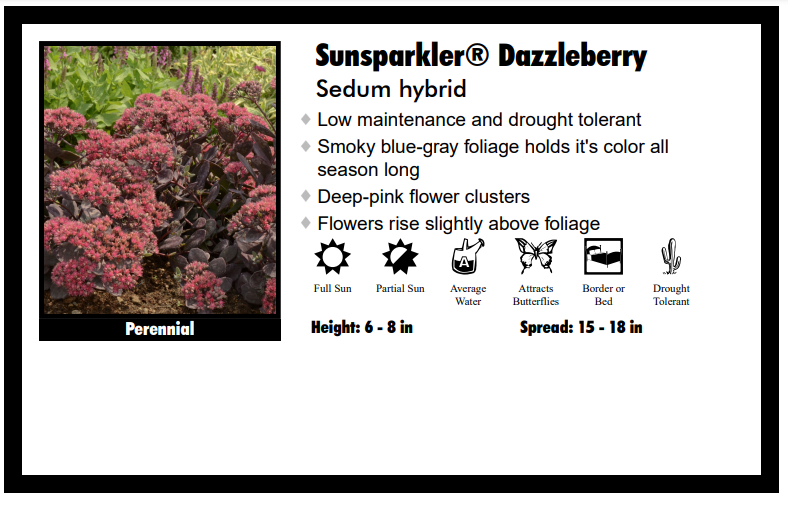 Sedum 'Dazzleberry' Stonecrop