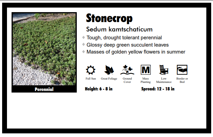 Sedum 'Kamtschaticum' Stonecrop