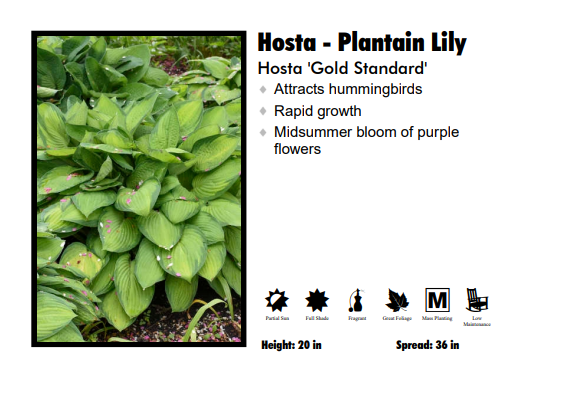 Hosta 'Gold Standard'