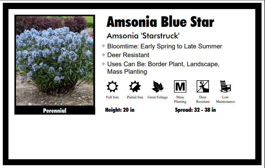 Amsonia “Starstruck” Bluestar