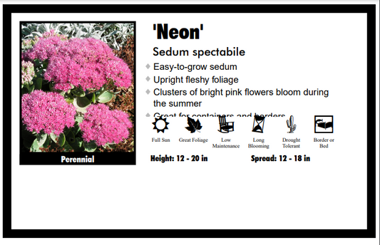 Sedum 'Neon' Stonecrop