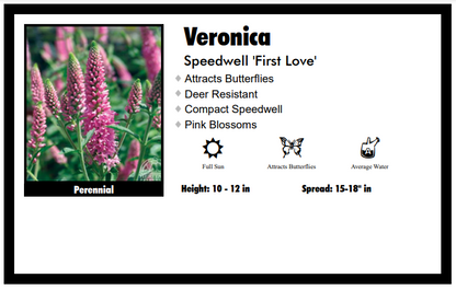 Veronica 'Long First Love Pink' Speedwell