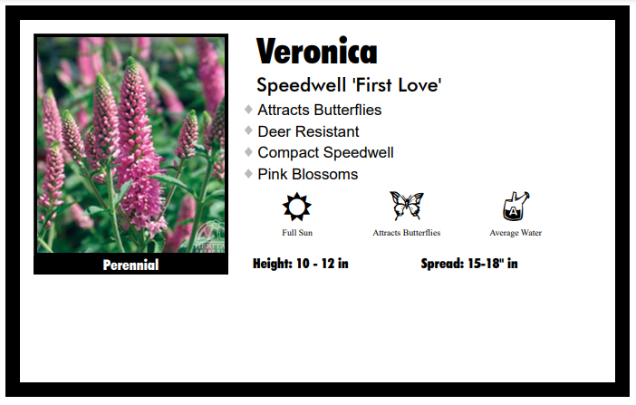 Veronica 'Long First Love Pink' Speedwell