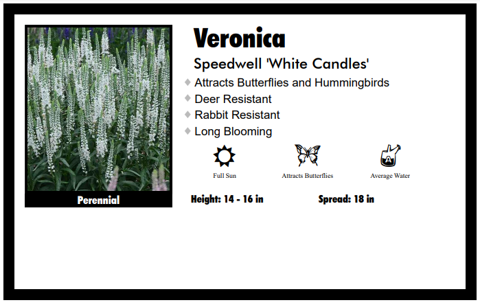 Veronica ‘White Candles’ Speedwell