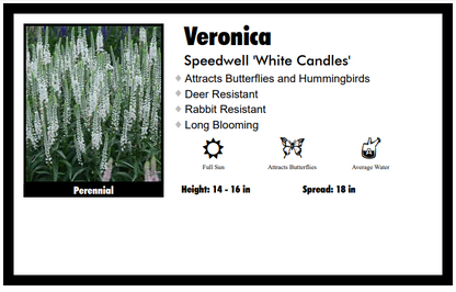 Veronica ‘White Candles’ Speedwell