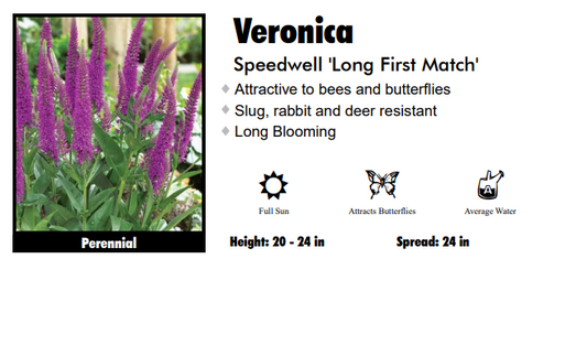 Veronica 'Long First Match' Speedwell