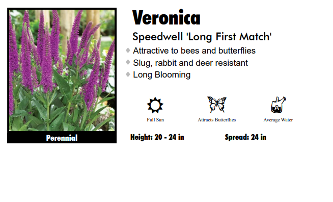 Veronica 'Long First Match' Speedwell