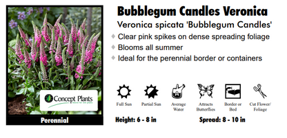 Veronica 'Bubblegum Candles' Speedwell