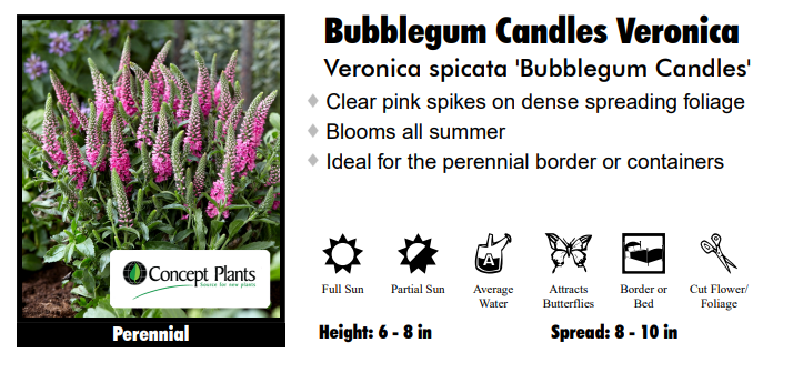 Veronica 'Bubblegum Candles' Speedwell