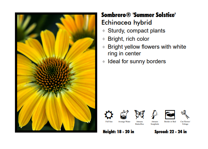 Echinacea 'Sombrero Summer Solstice' Coneflower