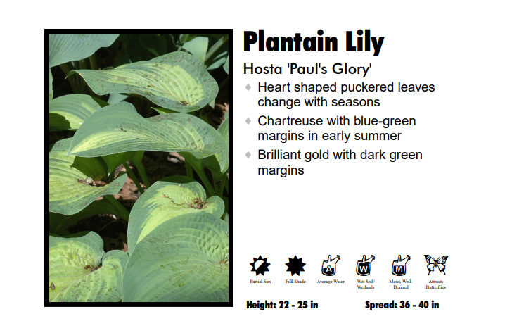 Hosta 'Paul's Glory'