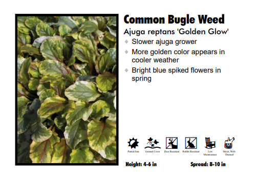 Ajuga Reptans 'Golden Glow' Bugle Weed