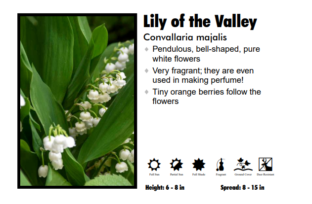 Convallaria Majalis 'Lily of the Valley'