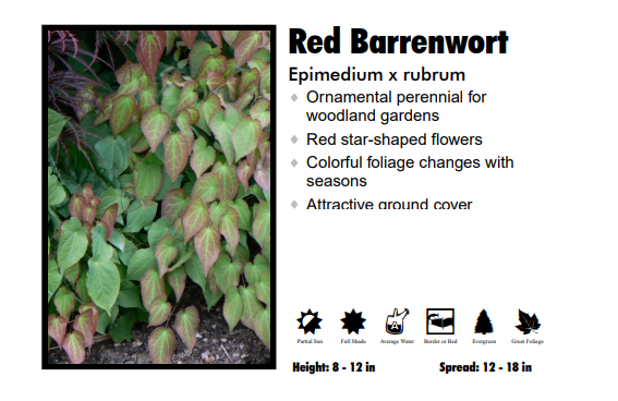 Epimedium Rubrum 'Red Barrenwort'