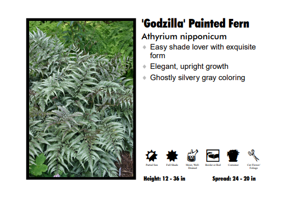 Fern 'Godzilla'