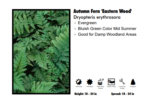 Fern 'Eastern Wood'