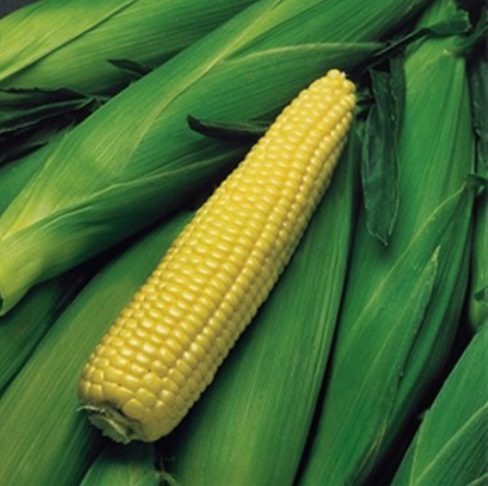 Corn - Kandy Korn Seed