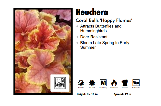 Heuchera 'Happy Flames' Coral Bells