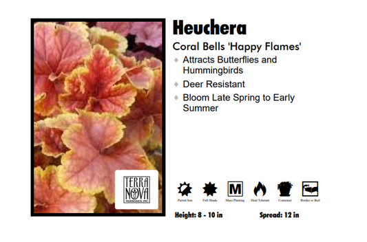 Heuchera 'Happy Flames' Coral Bells