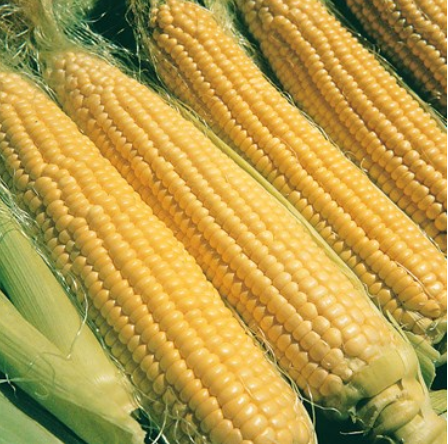 Corn - Illini Extra Sweet Seed