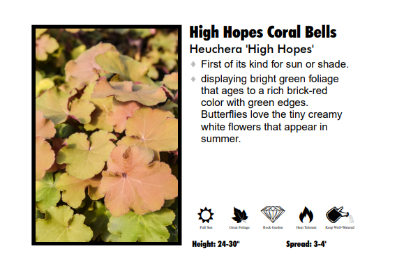 Heuchera 'High Hopes Bicolor' Coral Bells