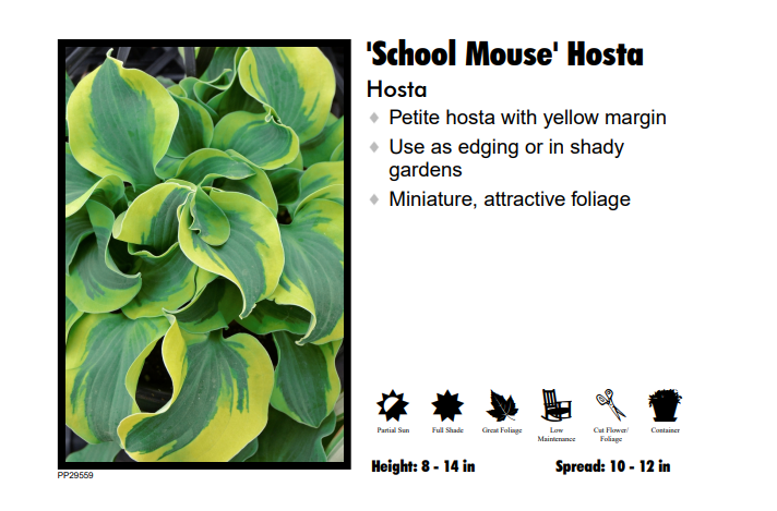 Hosta 'School Mouse'