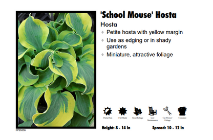 Hosta 'School Mouse'