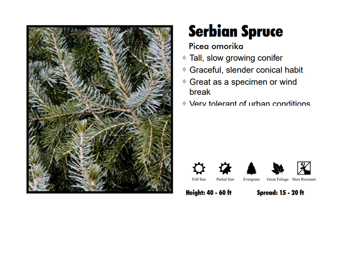 Spruce - Serbian