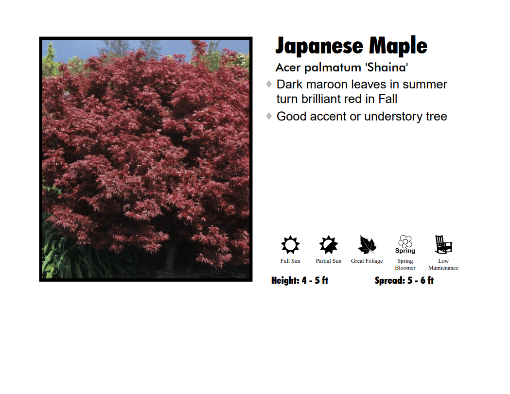 Japanese Maple - Shaina Dwarf