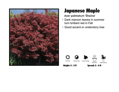 Japanese Maple - Shaina Dwarf