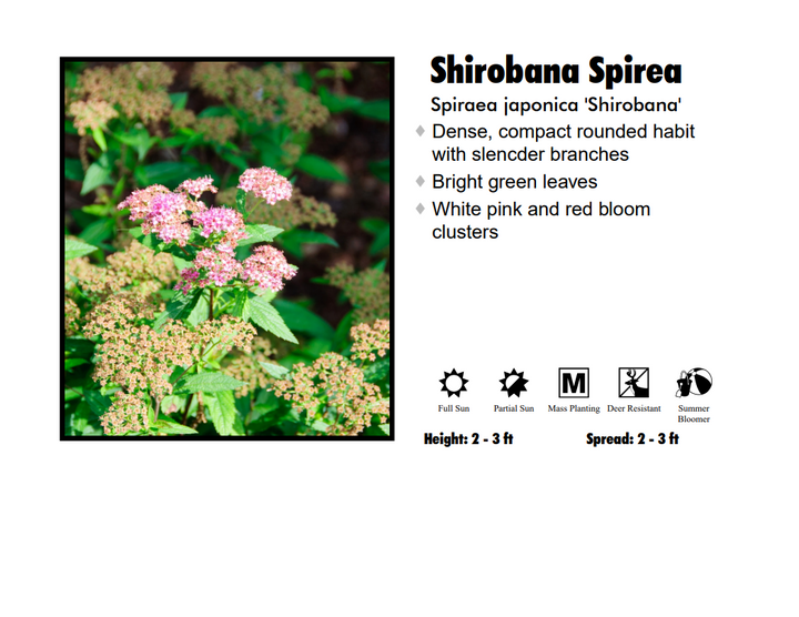 Spirea - Shirobana Multi Color