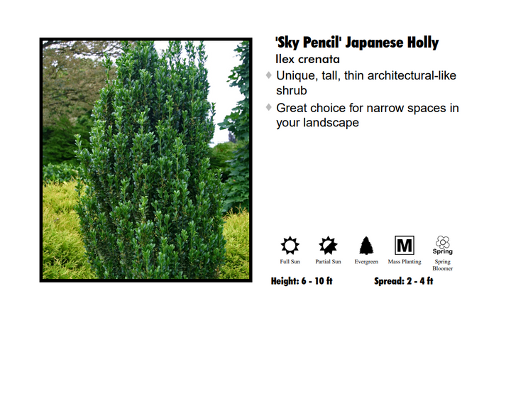 Japanese Holly - Sky Pencil