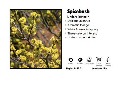 Spicebush - Lindera Benzoin