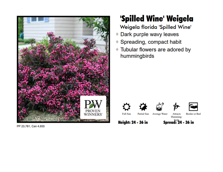 Weigela - Spilled Wine