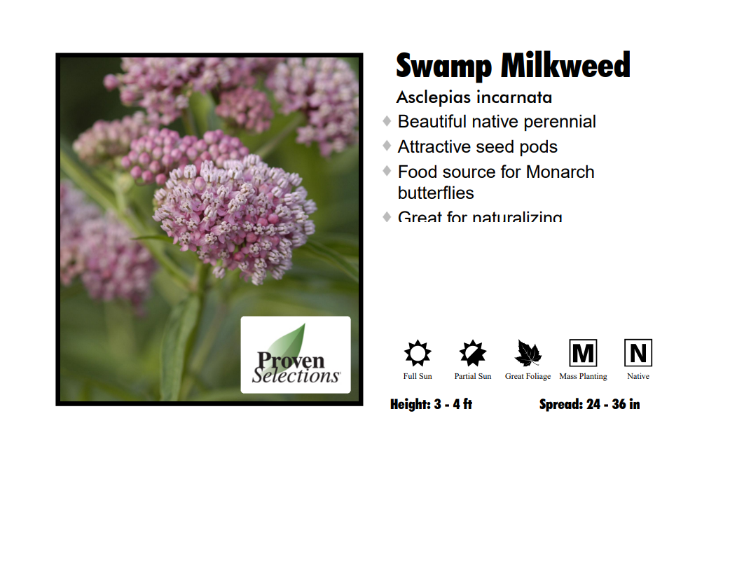 Asclepias Incarnata - Swomp Milkweed