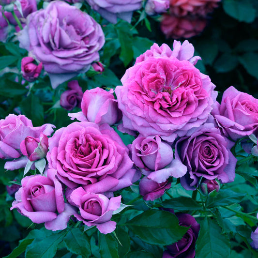 Rose - Sweet Madame Blue Floribunda