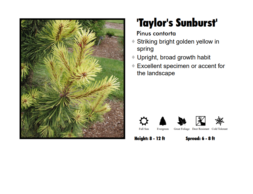 Pine - Taylor’s Sunburst